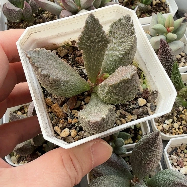 12 水泡多肉植物明照