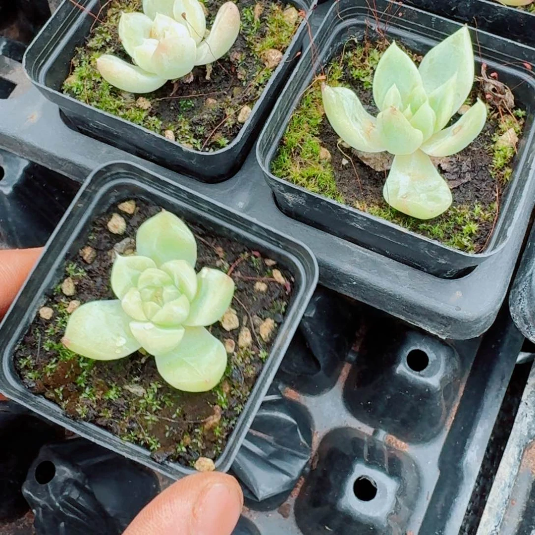 下叶子的珍妮脱土发货三颗量拍24-22