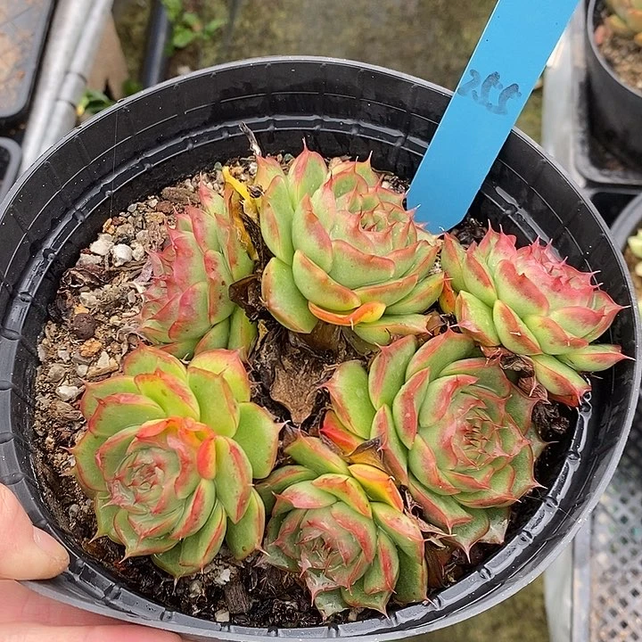255多肉植物老桩