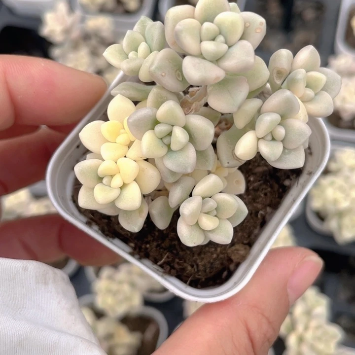 丸叶姬秋丽锦满18包邮