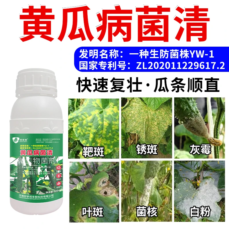 黄瓜病菌清黄瓜白粉灰霉叶斑炭疽靶斑国家专利生防菌株微生物菌剂
