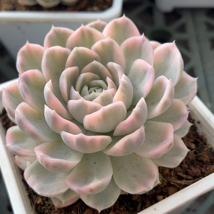 雪球锦一物一拍锦龙