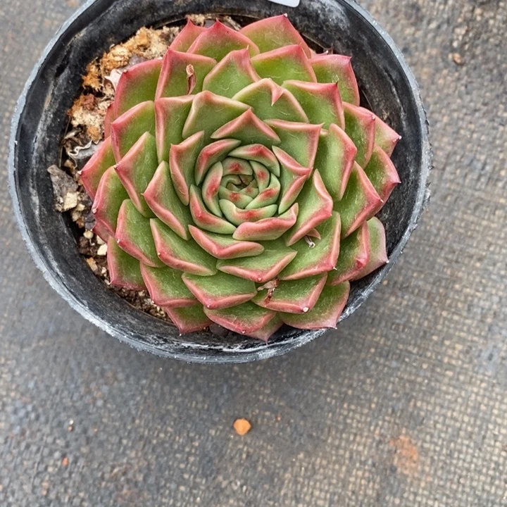 杨*好精品多肉植物0617