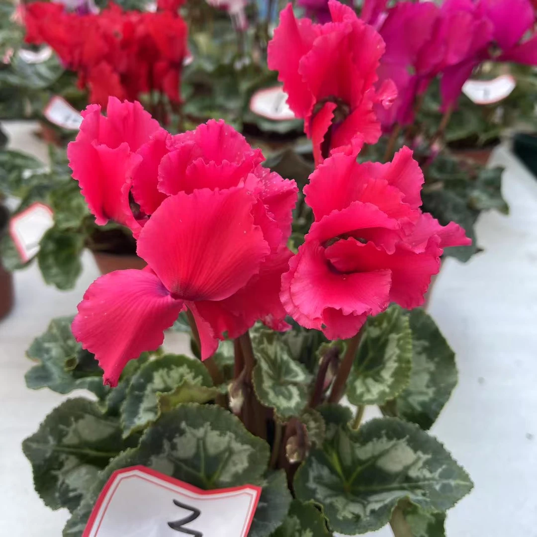 一代皱粉130盆仙客来带花带花苞原盆原土发货好养易活室内盆栽花0