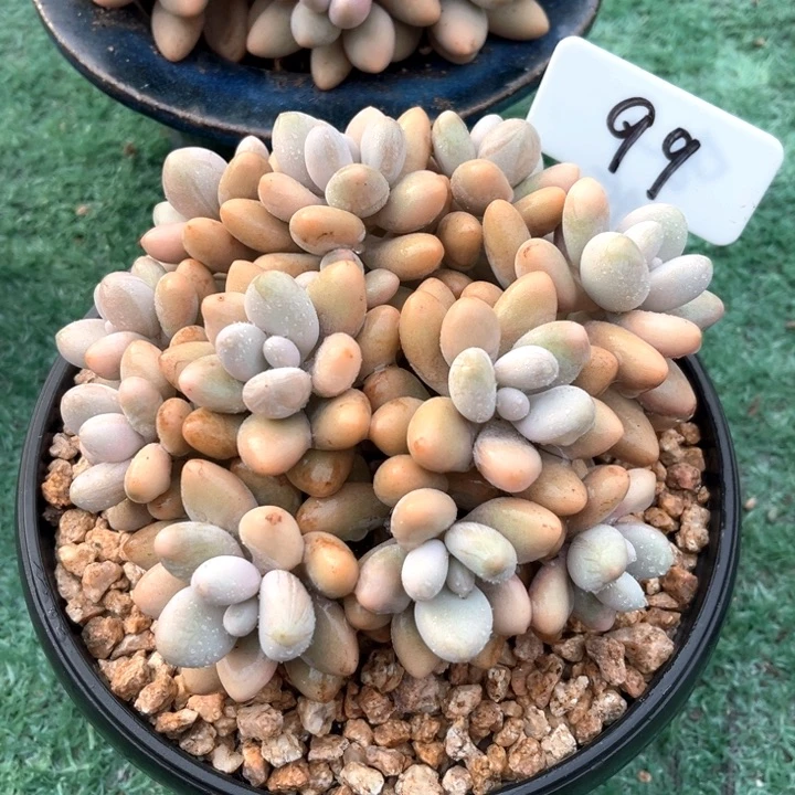 蜜多莉99号码牌子的话