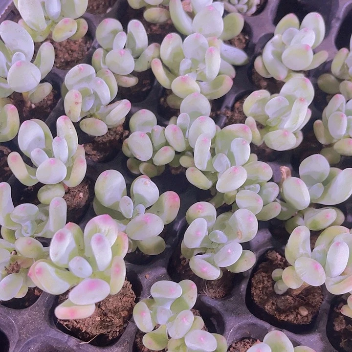 精品三代苹果奶多肉植物