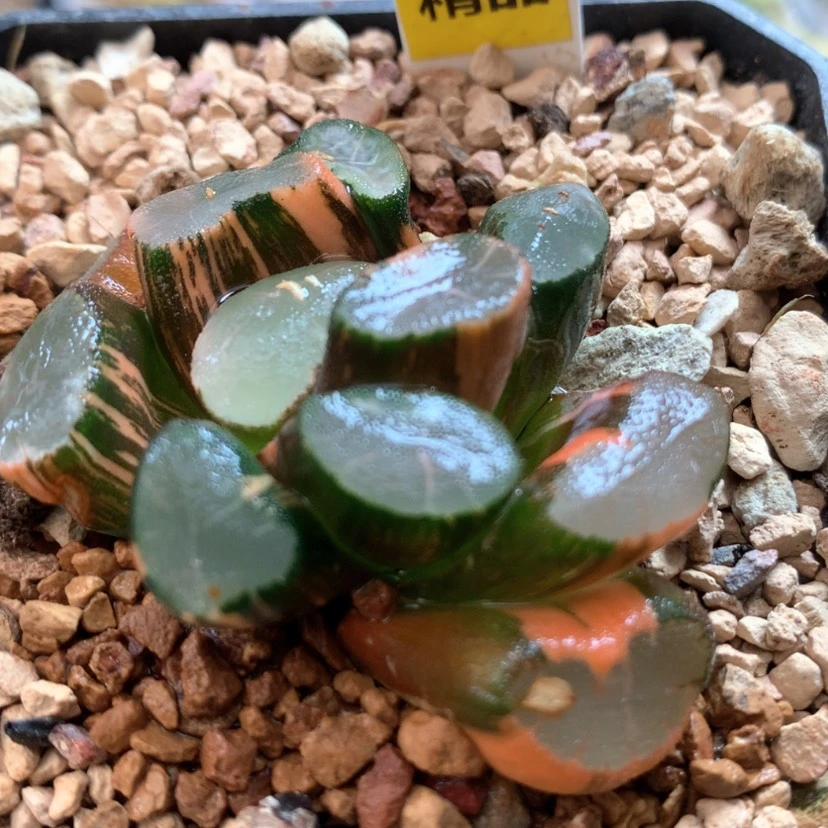 【闪购商品】9透镜万象