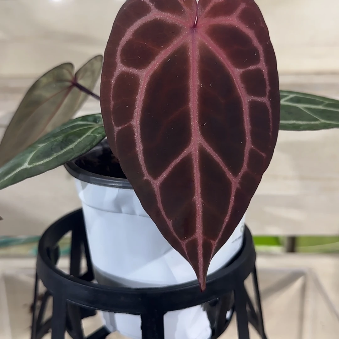 无花朵红水晶花烛