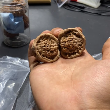 *****文玩核桃吊坠福利