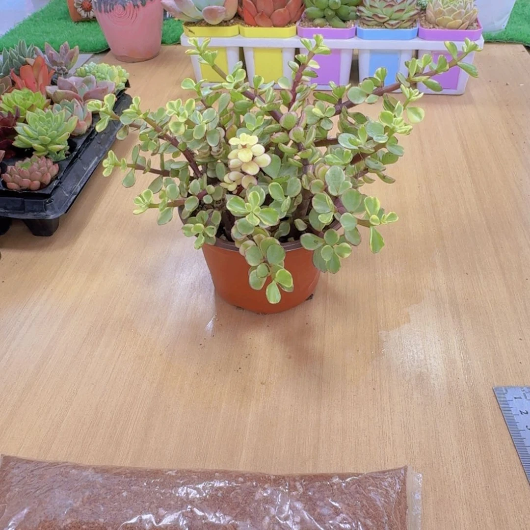 多肉植物雅乐之舞120