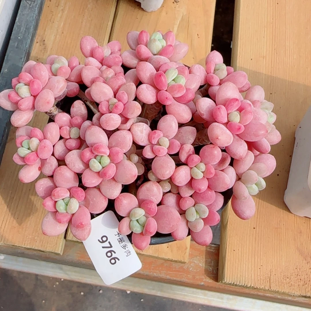 鱼子酱无砍，9766多肉植物