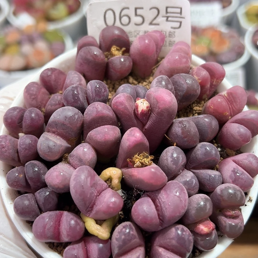 好养易活生石花大母本0652