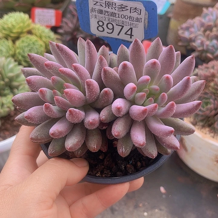 8974紫体虞美人。