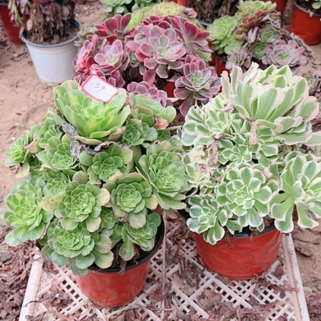 【闪购商品】无花朵绿*59号套餐3颗多肉植物