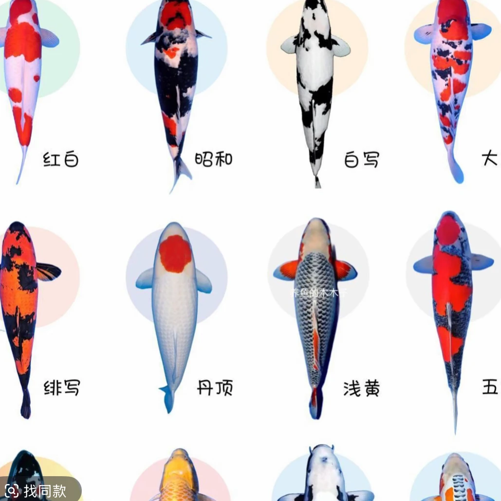精品血统锦鲤12-16公分 5条温顺好养可混养 全国包邮包损 随机