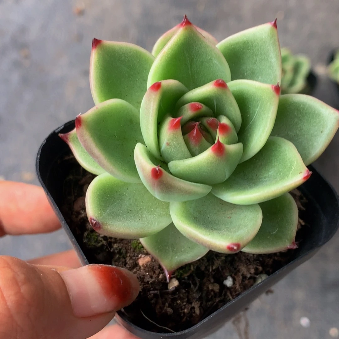 蓝龙 （满9.99包邮不满9.99发叶子）