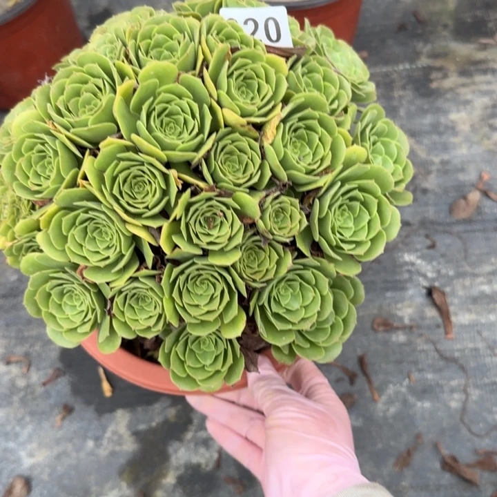 丽***多肉植物提取技术620