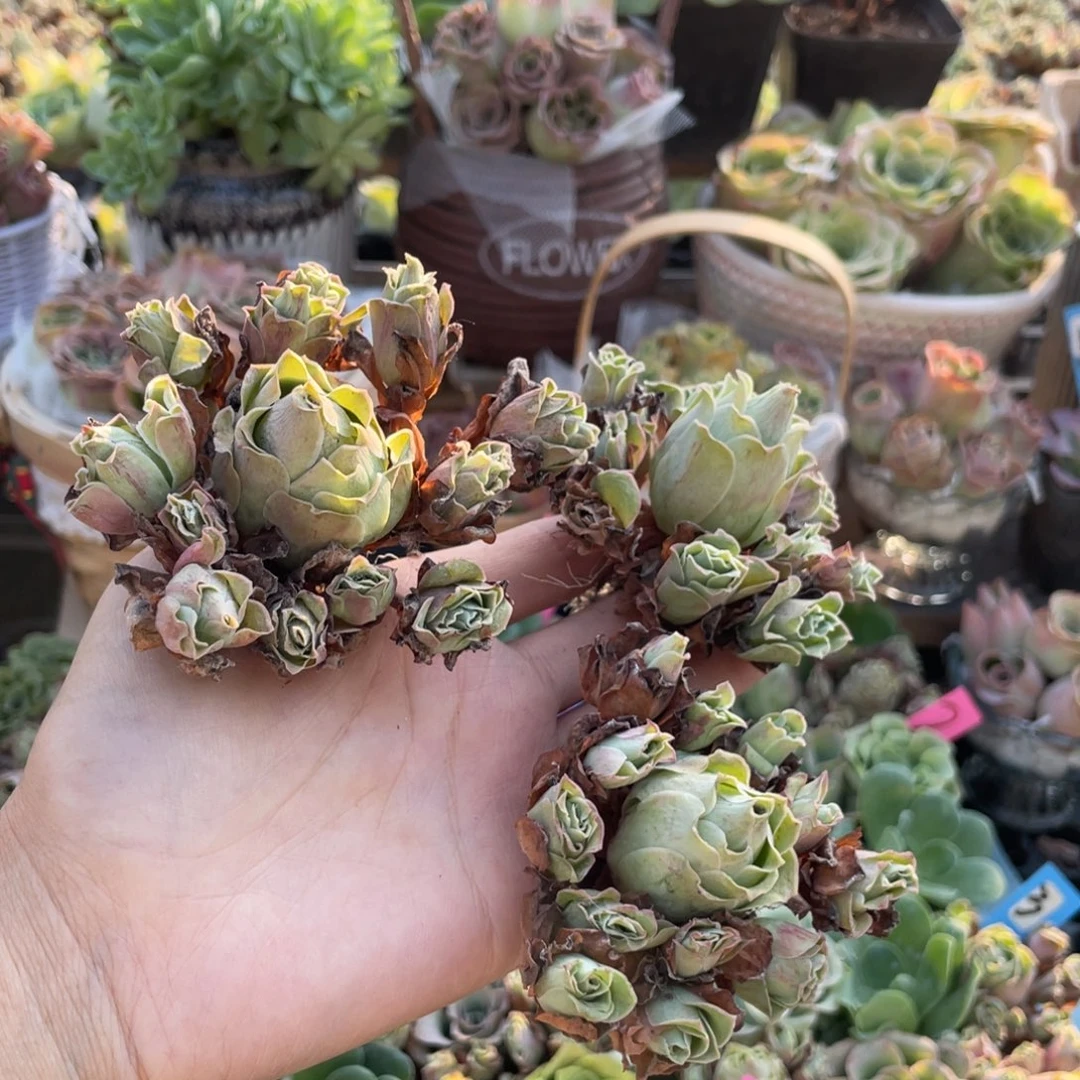 S***y多肉植物山地玫瑰373三颗