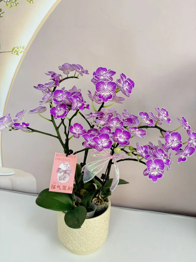 【绚丽】蝴蝶兰 紫白色中小花型 四季花 室内花精品 源头基地直