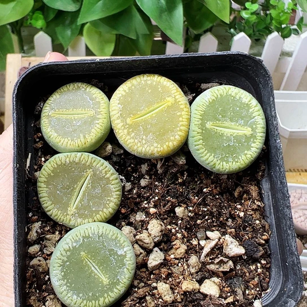 无花朵绿光阳带盆发………………………