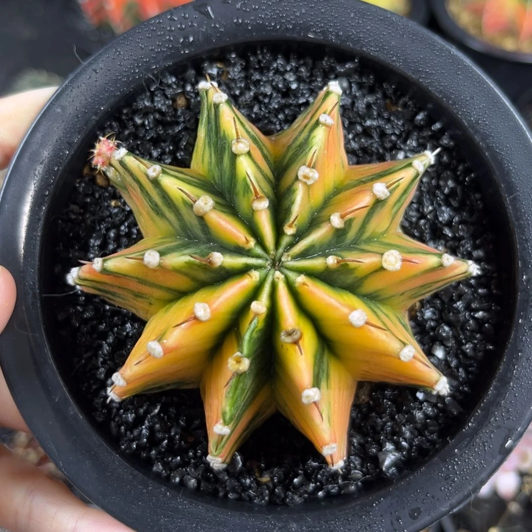 泰系肋骨锦橘粉实生