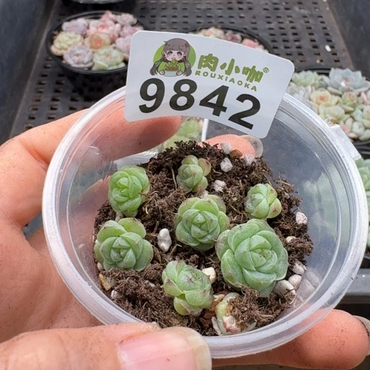 当前无花朵，栽培后可花朵蓝****多肉植物多肉植物