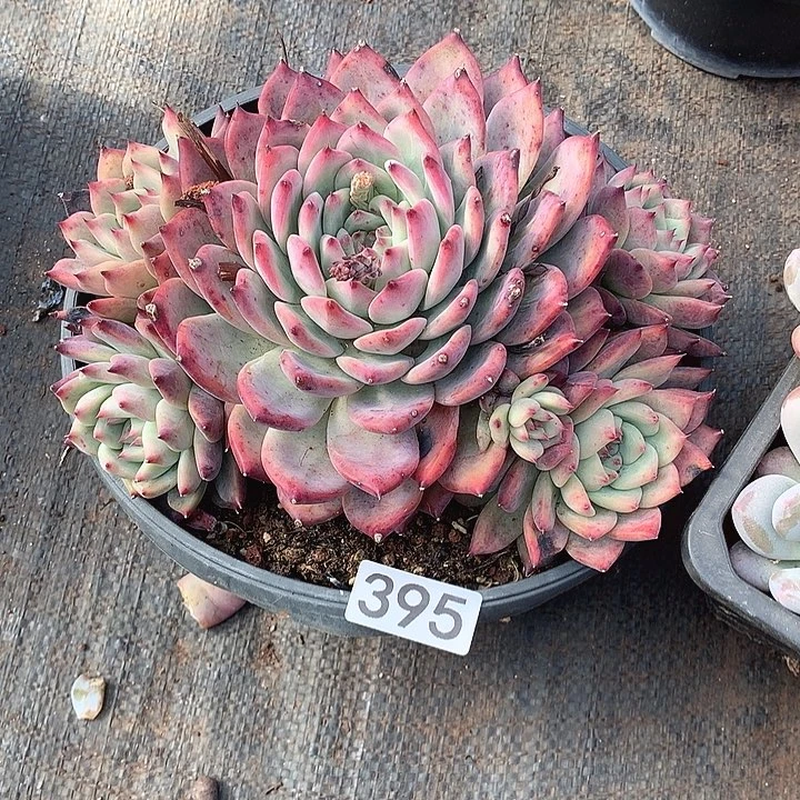 395卡罗拉 一物一拍多肉