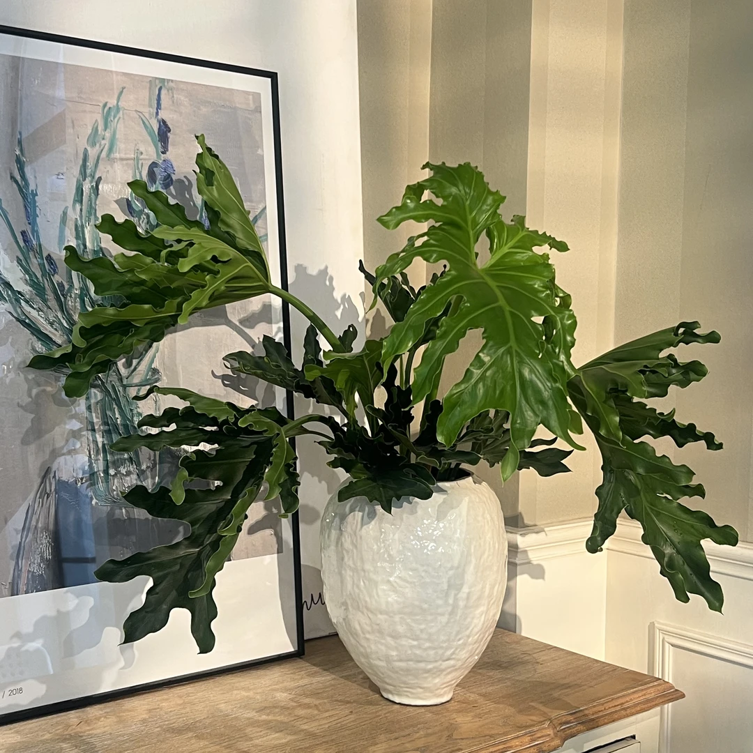 【水培小龙鳞春羽】春雨水培室内花卉水培绿植耐活家居客厅摆件