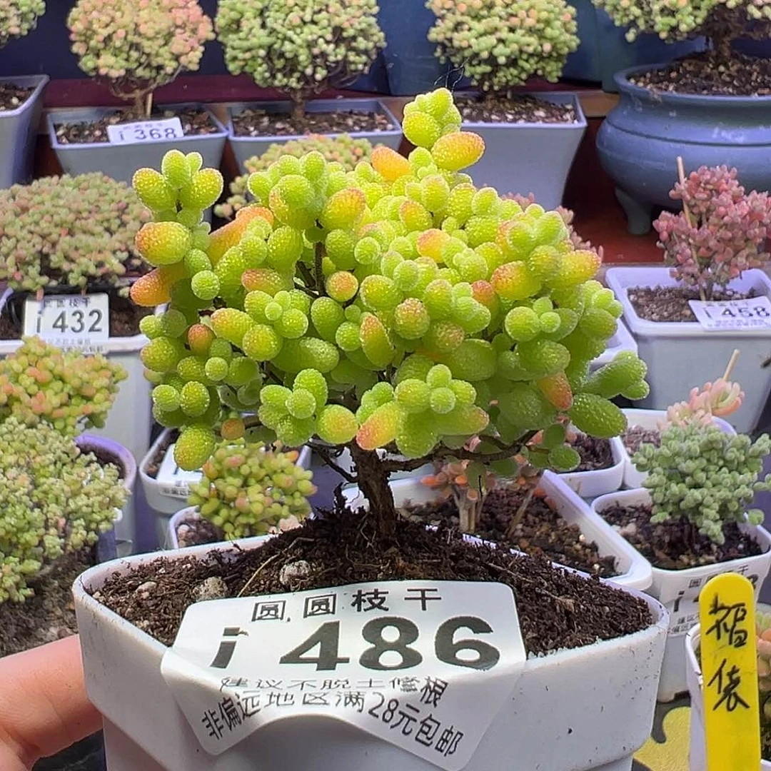 486金桔糖球一物一拍