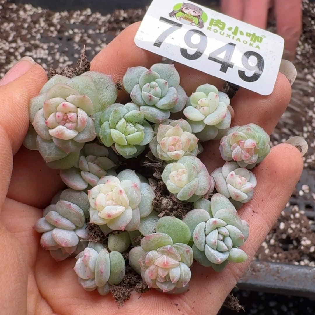 多肉植物多肉植物