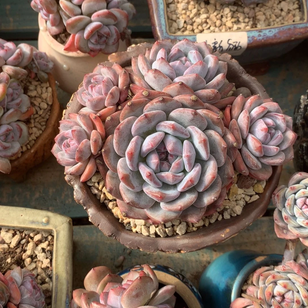 无花朵哈哈哈哈哈哈哈哈6