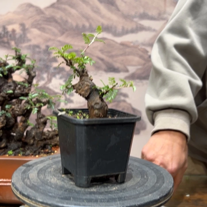 无花朵云南华西小石积