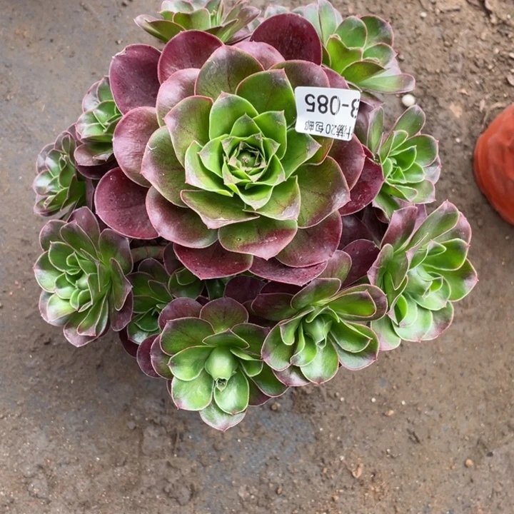 85魅金玫瑰多肉1，113446789