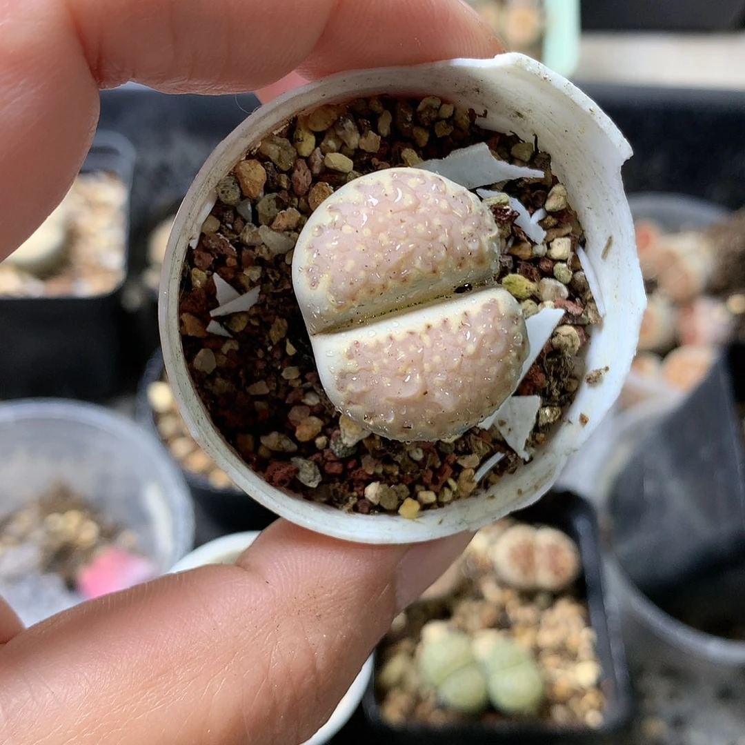 K86多肉植物保护