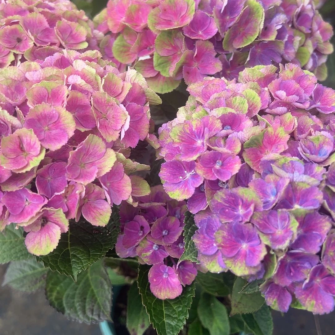 一加仑盆的夏洛特4朵花发叶子丑