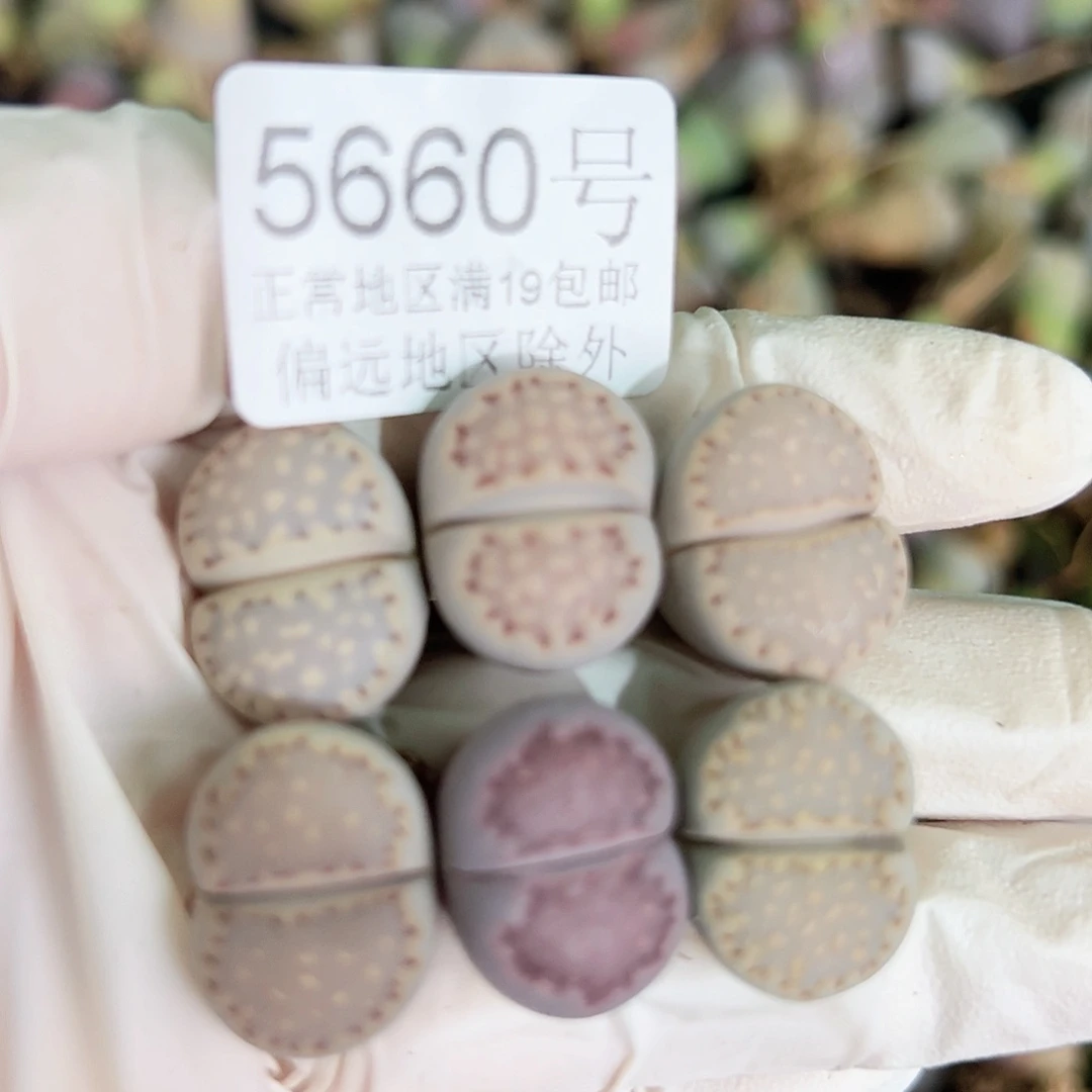 5660四年彩饼干6个1.8cm左右