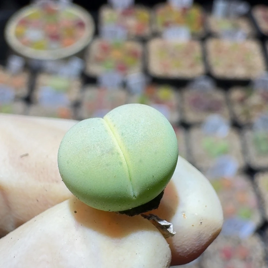 Ssss精品生石花1557