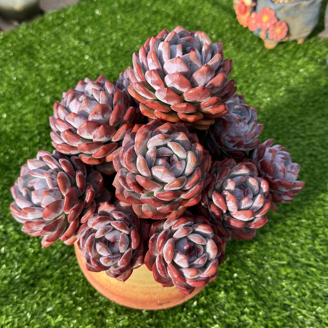 精品多肉老桩 一物一拍 长杆造型N年老桩