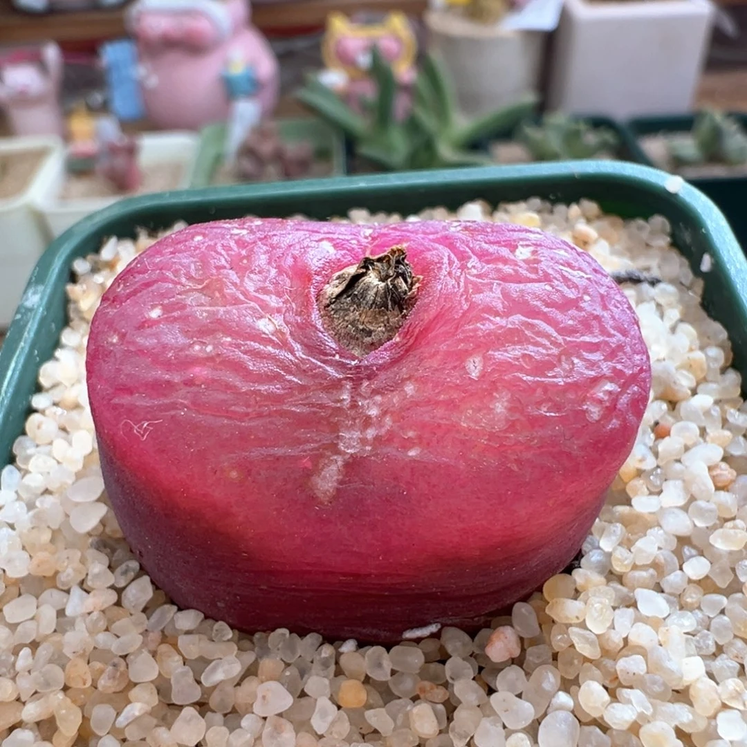 530。紫红超毛。大母本 3厘米+小干疤