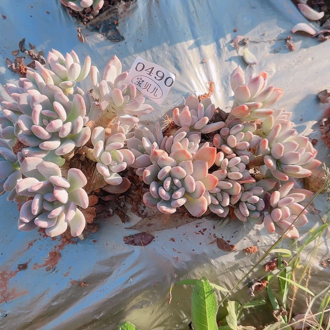 0490包邮包邮包邮包邮