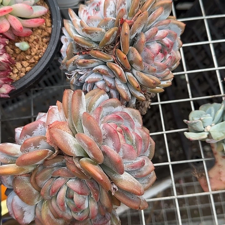 大***姐青蛙王子儿童牙膏11