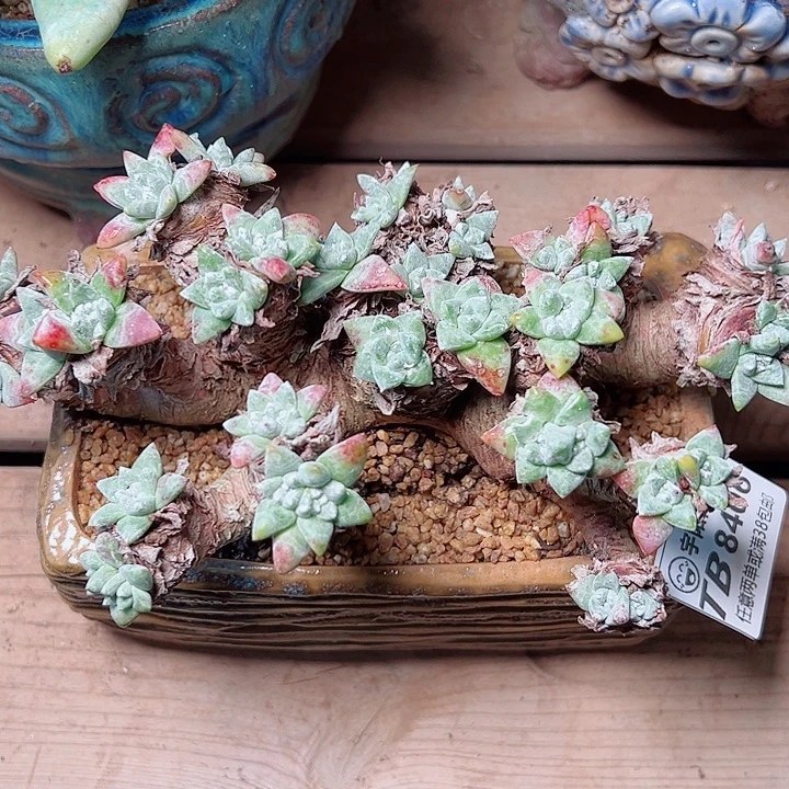 8406白姆仙女杯多肉