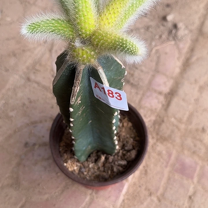 用***5无花朵嫁接九尾狐锦183