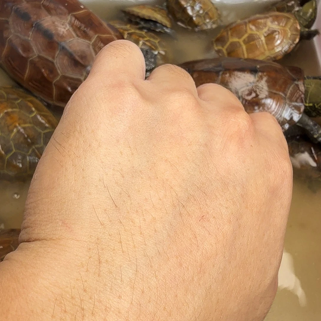 零***。母绿毛龟666666666666