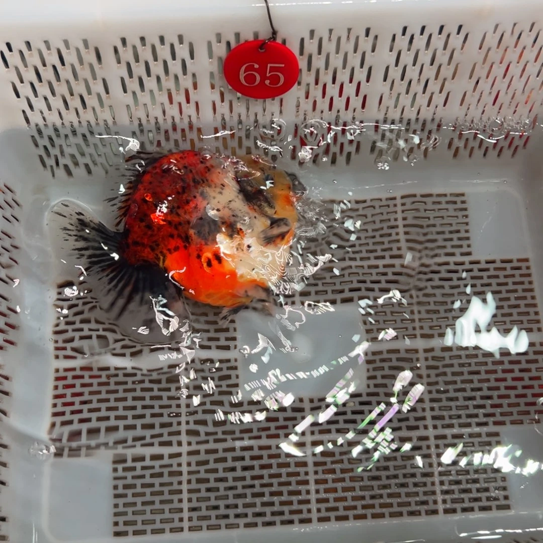 老***军金鱼你好吗我好想