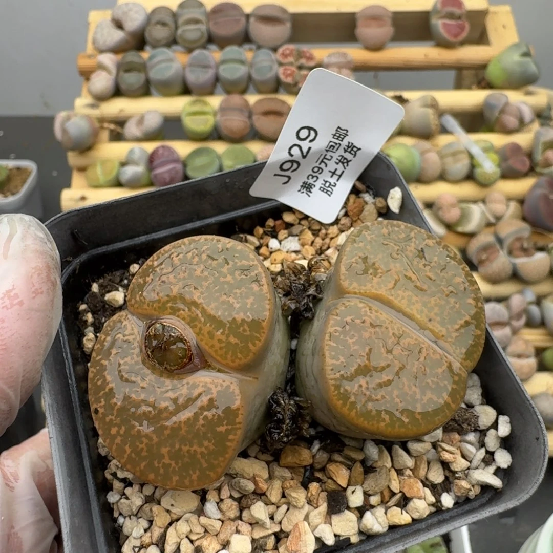 929哈哈哈哈哈哈哈哈哈哈