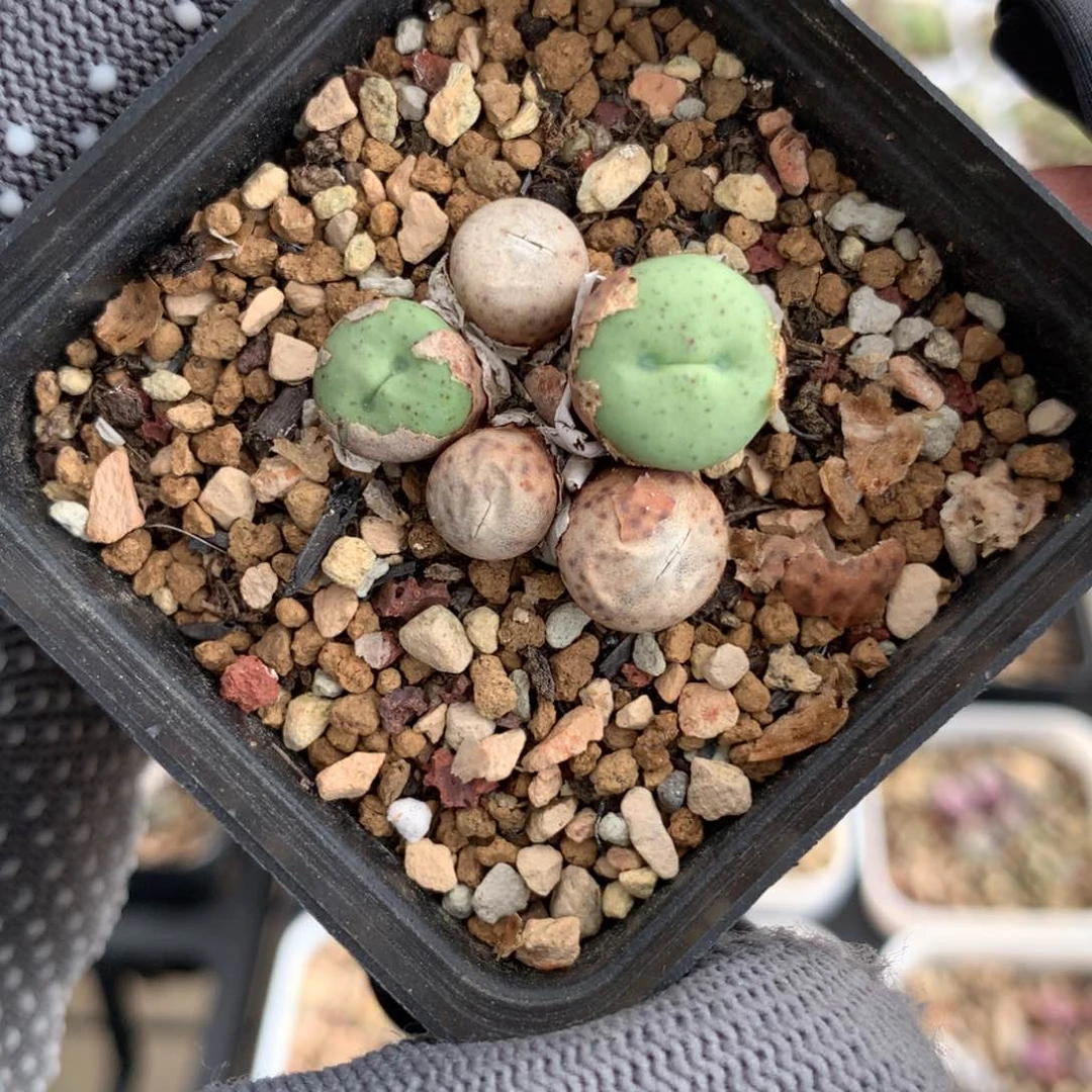 973奶油嘴母本一颗