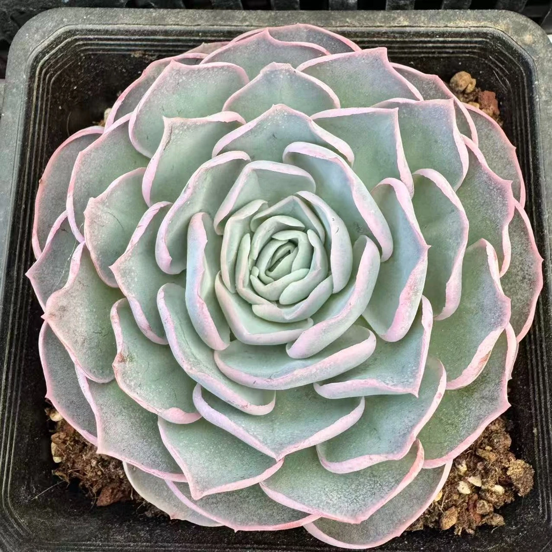 090-芍药玫瑰-从前慢花园东云系新手懒人室内多肉盆栽植物
