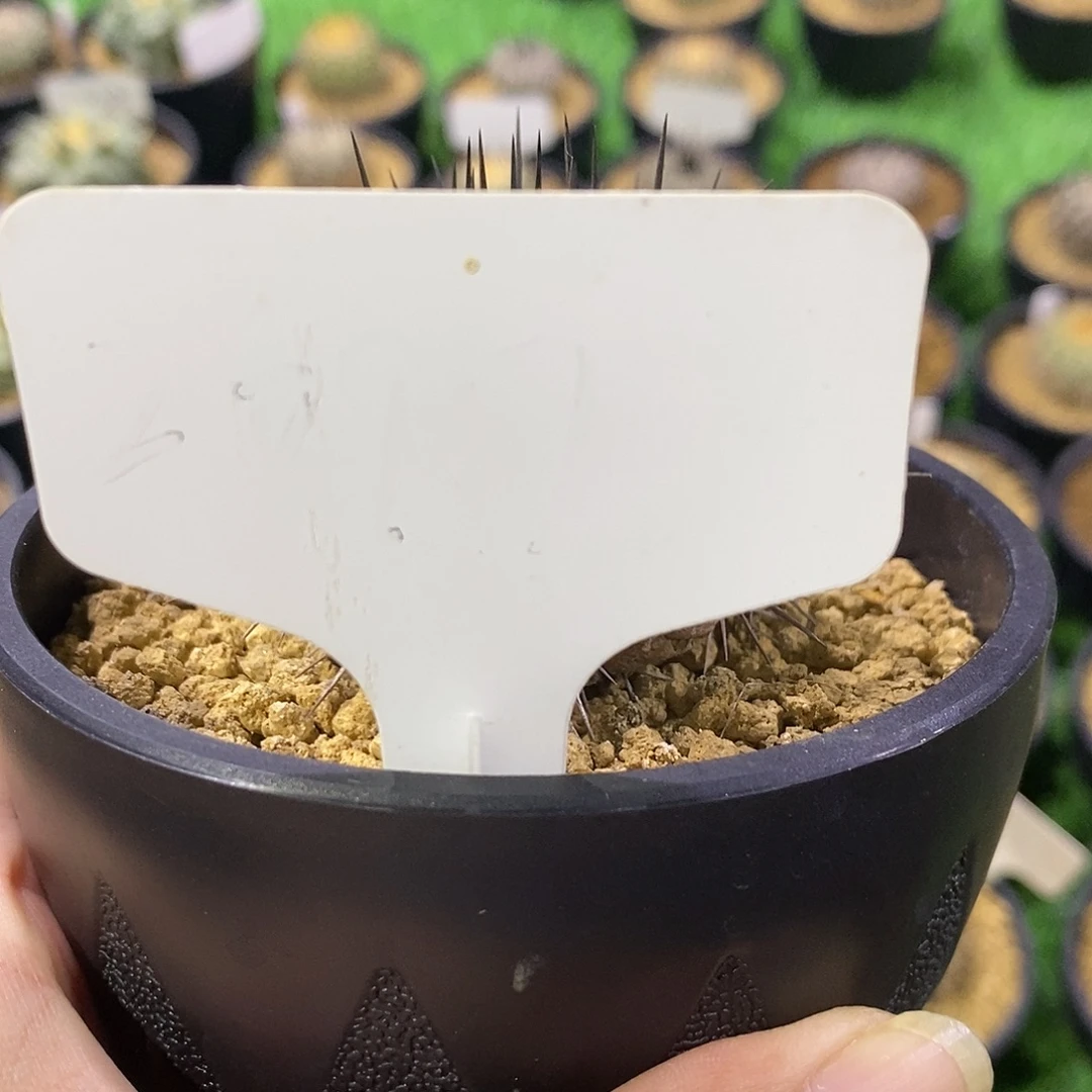 仙人球自根孤龙黑王