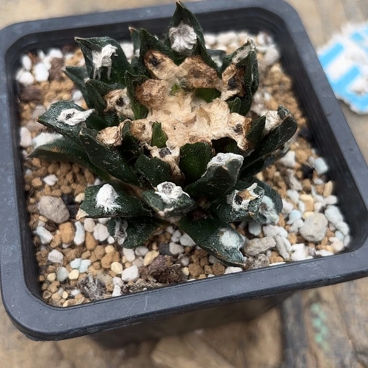 袖蒲嫁接仙人球0001